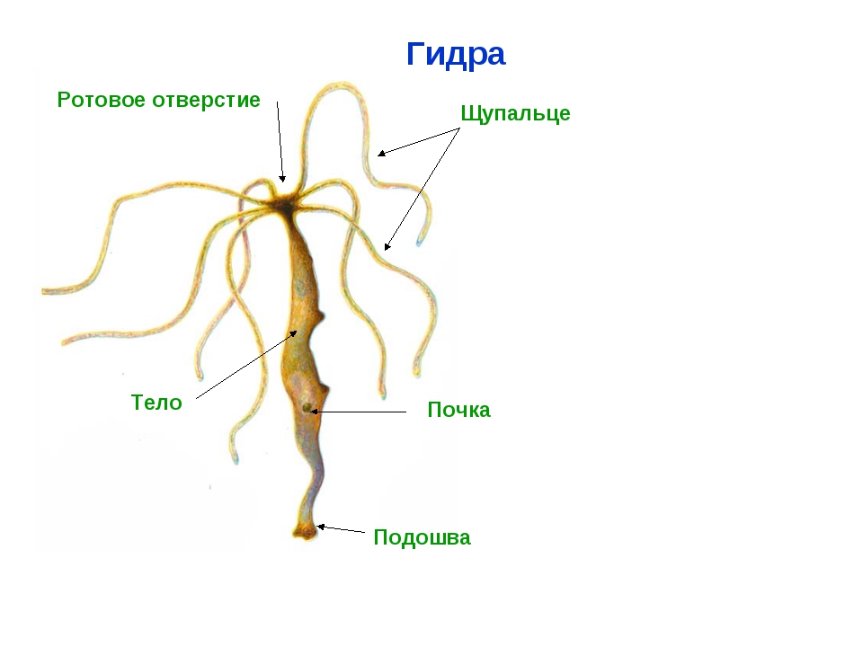Кракен сайт 1kraken me