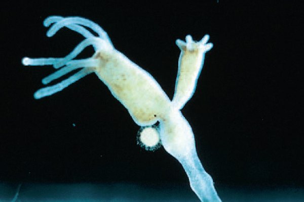 Kraken 2 web